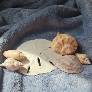 Natural Sand Dollar and Seashell Decorative Set - Cream and Beige